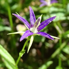 Campanula floridana