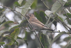 Carpodacus erythrinus