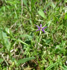 Campanula floridana