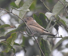 Carpodacus erythrinus