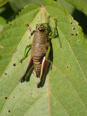 Ommatolampidinae