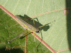 Eumastacidae