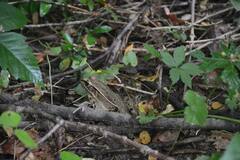 Lithobates kauffeldi