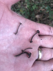 Craterellus calyculus