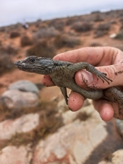 Karusasaurus polyzonus