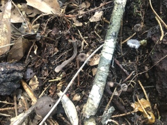 Craterellus calyculus