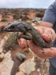 Karusasaurus polyzonus