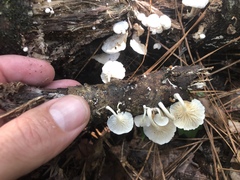 Clitocybe peralbida