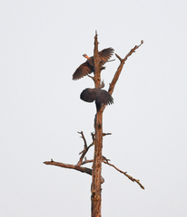 Mulleripicus pulverulentus