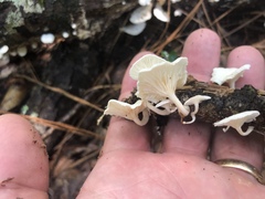 Clitocybe peralbida