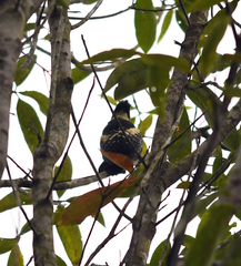 Meiglyptes jugularis