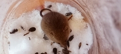 Micromys minutus