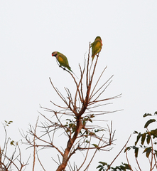 Psittacula alexandri