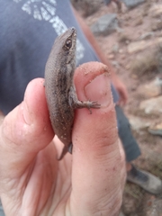 Trachylepis variegata