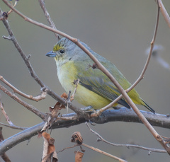 Euphonia affinis
