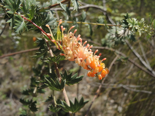 flame grevillea (Grevillea pungens)