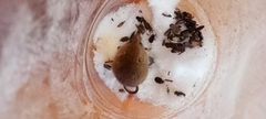 Micromys minutus