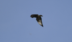 Buteo buteo buteo