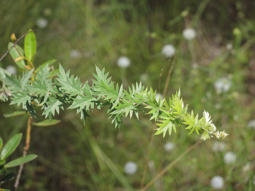 Image of Grevillea pungens by (c) coenobita, some rights reserved (CC BY)