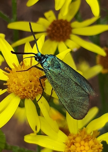 Green Forester Moth, Noord Tilburg, Tilburg, Nederland, photo 6 of 10