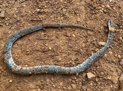 Pareas margaritophorus