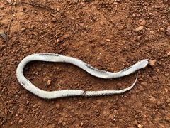 Pareas margaritophorus