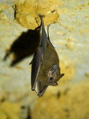 Peropteryx
