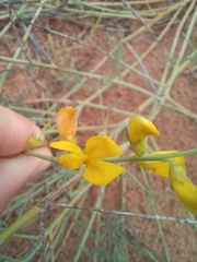 Calobota