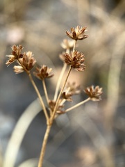 Juncus canadensis