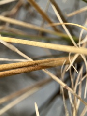 Juncus canadensis