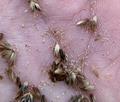 Juncus canadensis