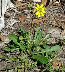 Berlandiera subacaulis