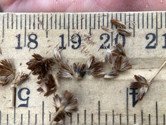 Juncus canadensis