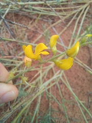 Calobota