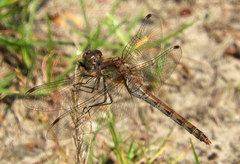 Sympetrum striolatum