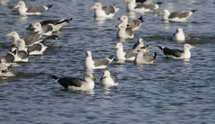 Larus fuscus