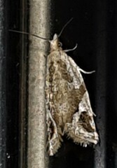 Euphona euphona