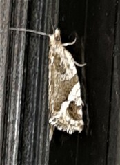Euphona euphona