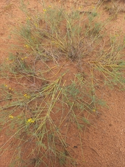 Calobota