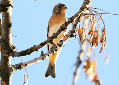 Fringilla montifringilla