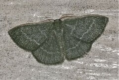 Chlorocoma tachypora