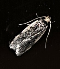 Hoplostega ochroma