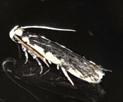 Hoplostega ochroma