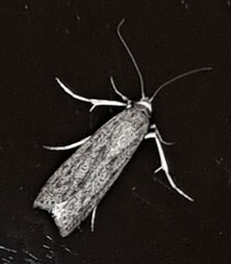 Achyra affinitalis