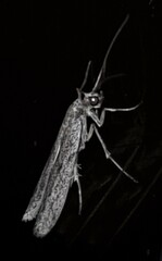 Achyra affinitalis