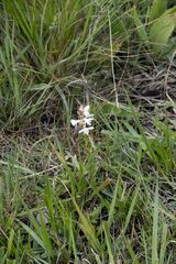 Satyrium longicauda
