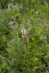 Satyrium longicauda