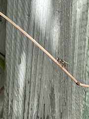 Simosyrphus grandicornis