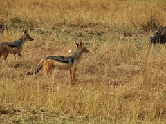 Lupulella mesomelas schmidti