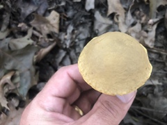 Hemileccinum